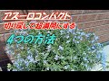 【花】アズーロコンパクトの育て方・切り戻し
