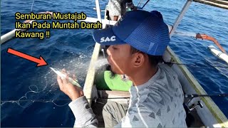 Mancing Antar Pulau, Teluk Shaleh, Pulau Dangar, Pulau Moyo, Gunung Tembora