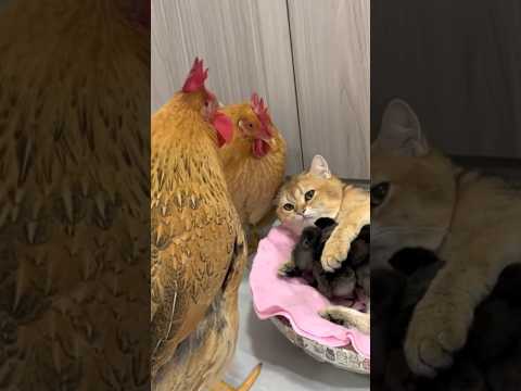 Kittens teach rooster and hens to take care of chickens!Funny cute(click to watch the full version