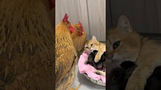 Kittens teach rooster and hens to take care of chickens!Funny cute(click to watch the full version