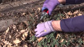 How To Cut Back Catmint In Spring