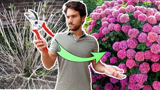 PODA de las HORTENSIAS 💐 Cómo y CUÁNDO podar las hortensias para que FLOREZCAN 💐