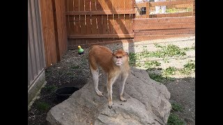 Animal Adventures with Jordan: The Patas Monkey