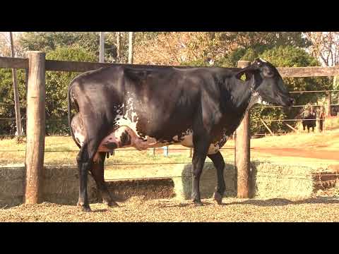 LOTE 1   9561BS   2º LEILÃO VIRTUAL DA FAZENDA SANTO AMARO   DIA 28 DE AGOSTO   14HS REMATEWEB PLUS