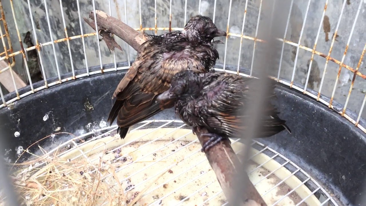 Burung Perkutut Sakit 