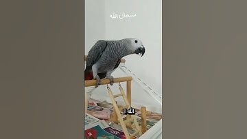 سورة الإخلاص #viralvideo #اكسبلور #المصحف #shortvideo