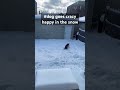 #weimaraner #dog is very happy for the snow #snowdog