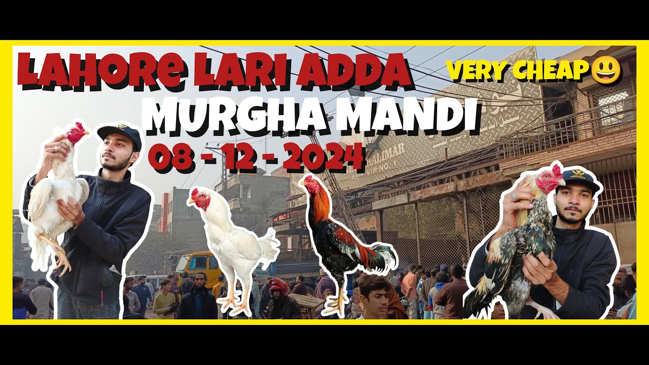 Larri Adda Aseel murga mandi lahore | Lahore larri adda murga mandi update 2024 # ...