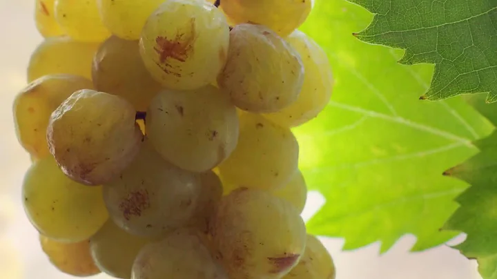 Klein Constantia Vin de Constance - Craig Harris V...