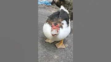 Muscovy Duck Sounds 