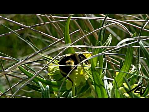 Bumblebee -  genus Bombus