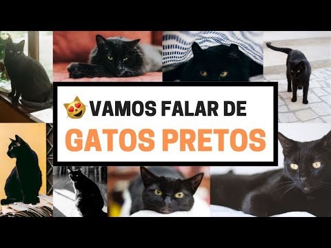 Vídeo: Mitos Do Animal De Estimação: Os Gatos Pretos São Má Sorte?