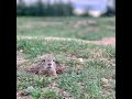 180 VR - Reserv. Radouc - Mlada Boleslav - Watching colony of Ground squirrels and wandering around.