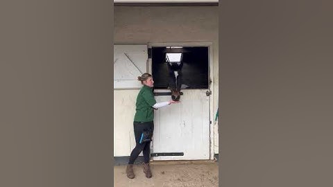 How to introduce clicker training