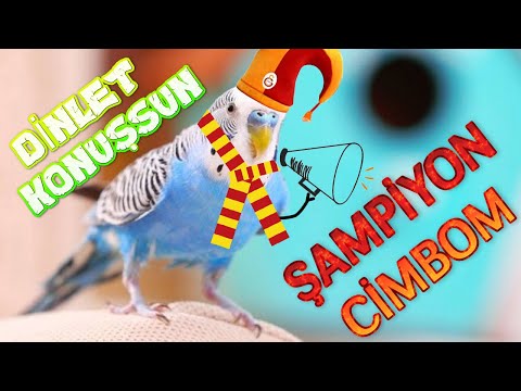 Şampiyon Cimbom Diyen Muhabbet Kuşu ÇiKO | 1 Saat | Muhabbet Kuşu Sesinden Cimbom #DinletKonuşsun