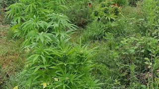 guerilla grow 2023🌿🌿🌿