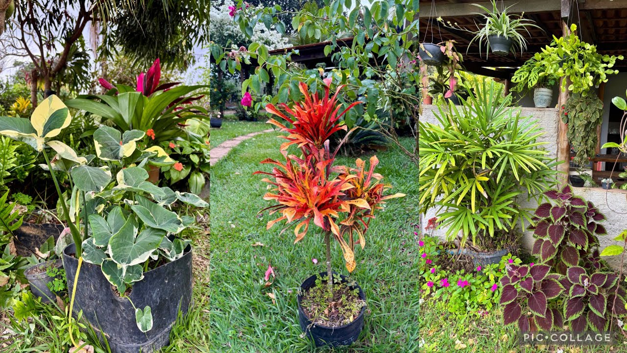 Plantas Lindas em Vasos para Inspirar Seu Jardim 🌺🌸🌼