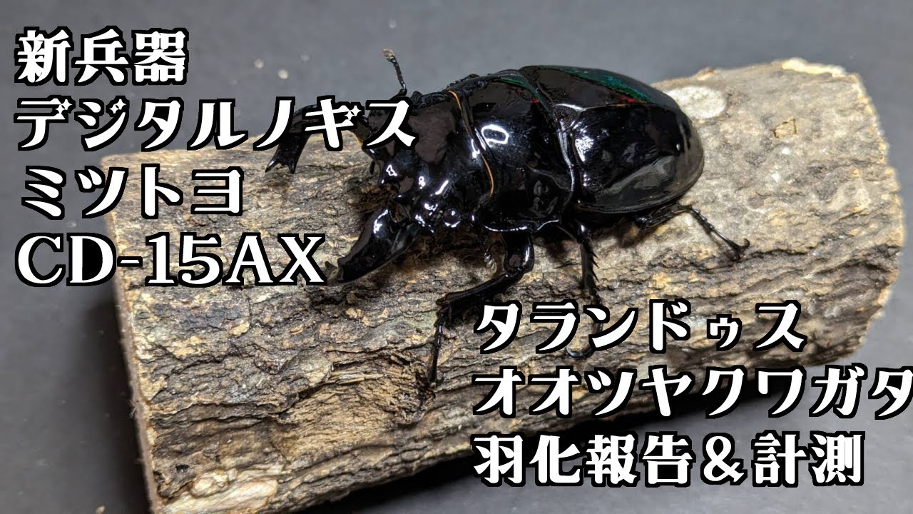 Tarandus giant stag beetle hatching report & measurements