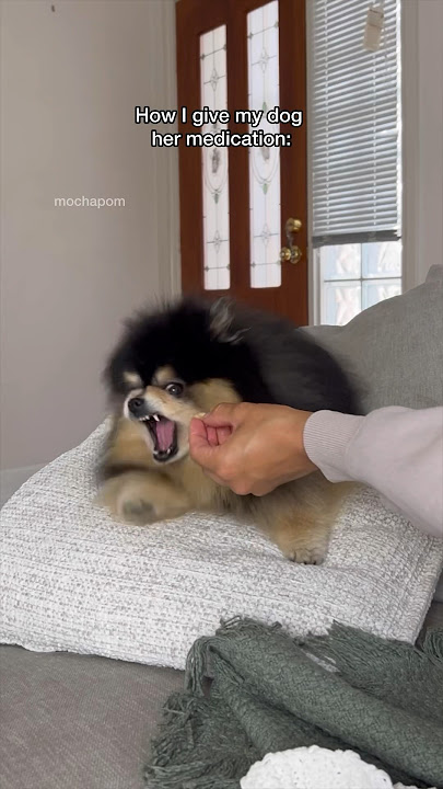 How I give my dog her medication 💊 #pomeranian #dog