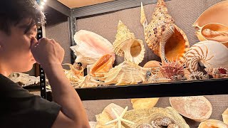 Virtual tour of my Seashell Collection!