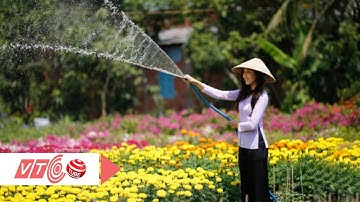 Làng hoa Sa Đéc rộn rã khoe sắc đón Xuân | VTC