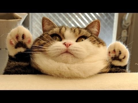 Videó: Fogyhatnak-e A Macskák Egy Lassú Adagolóval?