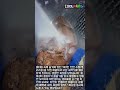 거대한 천연 수정 채굴 및 세척 #worker #process #crystal #mining #gemstone