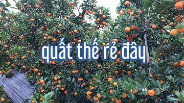 quất tết 2022 còn 200 cây quất thế giá rẻ quat tet quat canh tet