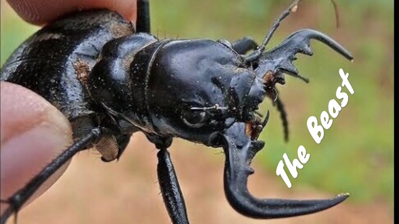Manticora Tiger Beetle Feeding YouTube