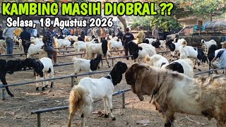 1.6 Juta 4 Ekor ‼️ UPDATE HARGA KAMBING TERBARU HARI INI DI PASAR PAHING KAMPAK TRENGGALEK 