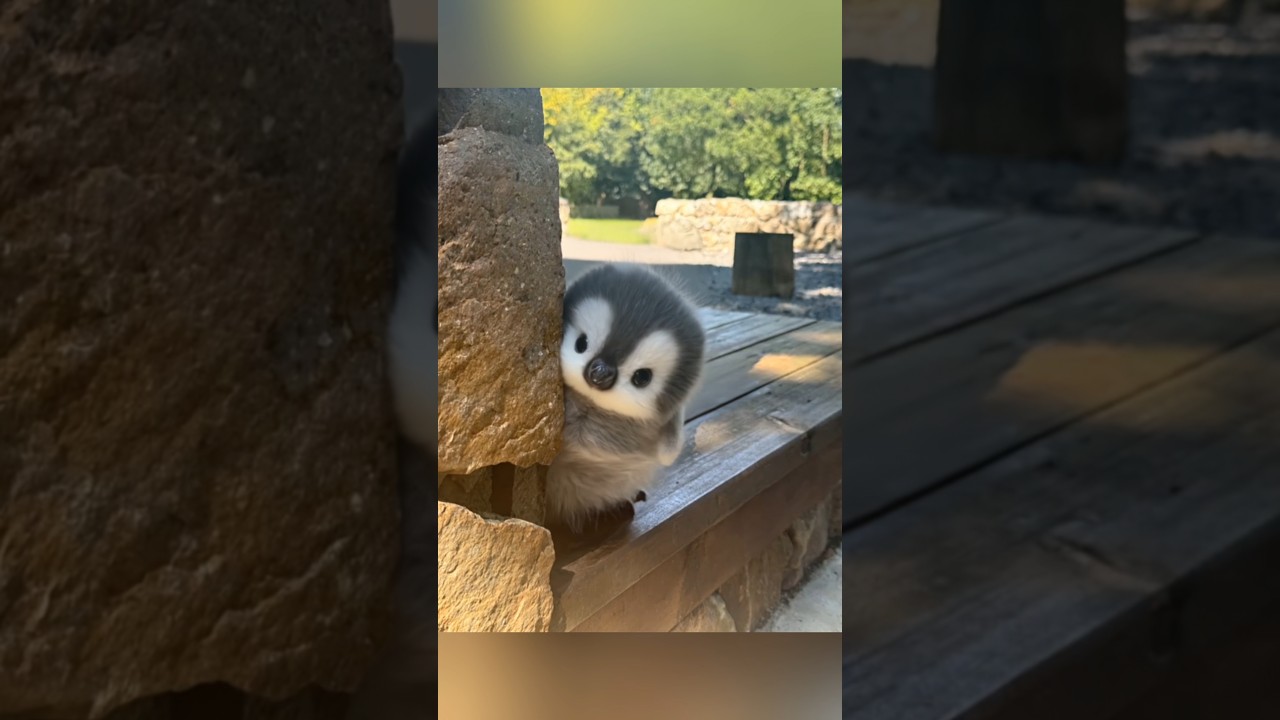 Hello.. fluffy baby penguin 😘 