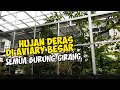 DI AVIARY BESAR PULUHAN JENIS BURUNG INI TERNYATA MANDI SAAT HUJAN DERAS, BUKANYA BERTEDUH