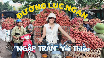 Đường Lục Ngạn "NGẬP TRÀN" Vải Thiều – Cảnh Tượng Chỉ Có 1 Lần Trong Năm!