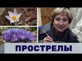 Ольга Бондарева о растениях прострелах, декоративные растения для сада, интервью с садоводом