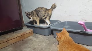 Cat watching othe cat pooping in a litter box.