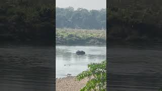 River Rhino Sightings in Chitwan National Park