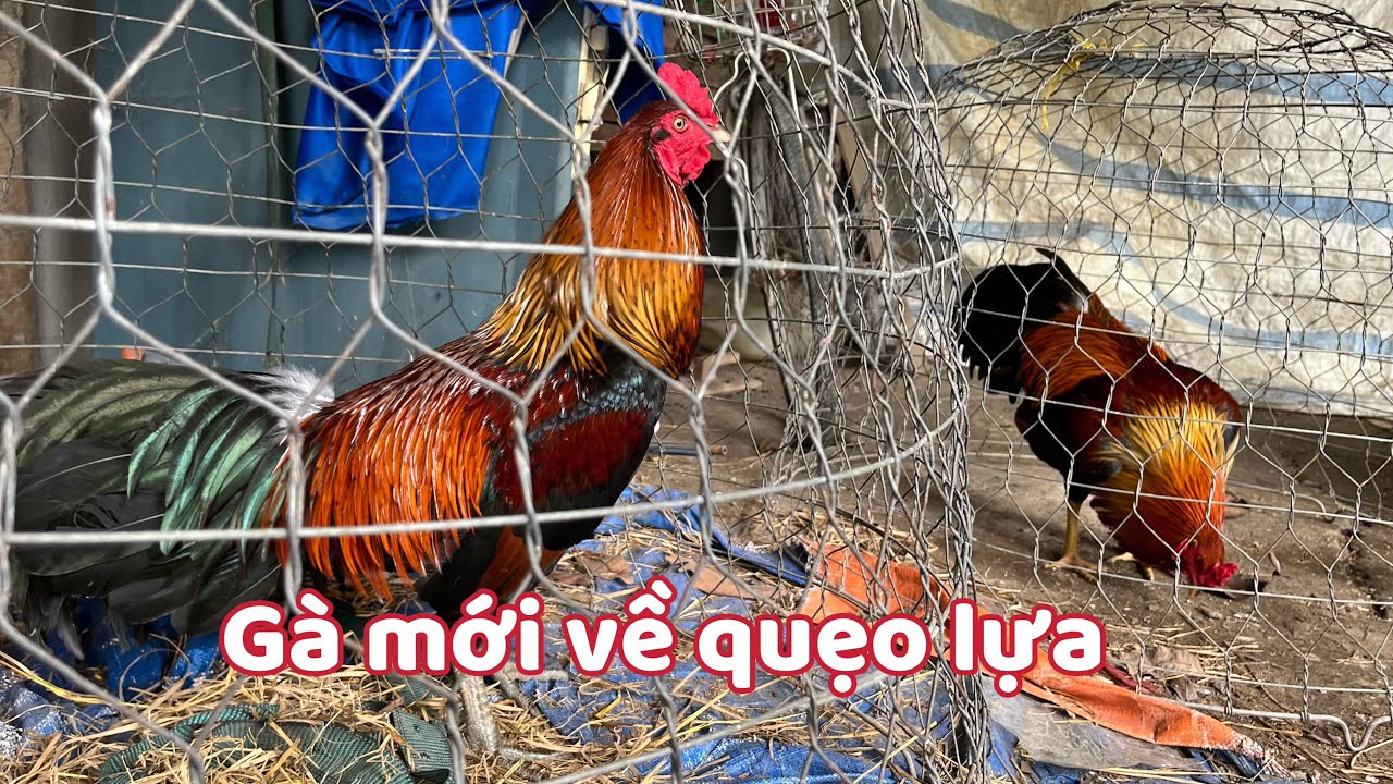 Có Mấy Em Gà Tơ Khuyến Mãi Cho Bà Con Ai Cần Đem Về Chơi 