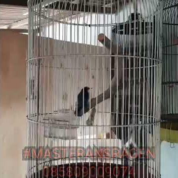 rambatan doraemon rasa cililin