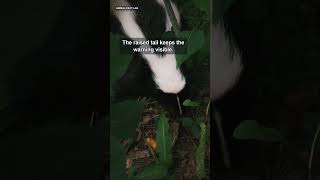 This Skunk Does a Handstand First #Shorts