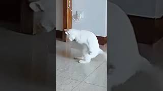 Download Lagu Pusang gala😸😸😸😸 MP3