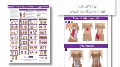 Trigger Point Chart | Spine, Thorax and Abdomen | Columns Group Muscles | Superficial to Deep