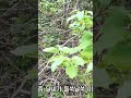 다래순은 종합비타민 처럼 엄청난 영양 덩어리 입니다. #봄나물채취 #항산화음식 #귀촌생활 #지리산귀촌 #맛있는나물