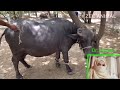 buffalo injection for high temperature fever from veterinary Doctor