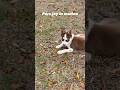 Her favorite day❤️ #puppy #adorably #dog #husky #cute #pets