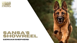 Sansa (GSD) Showreel by Urban Paws Agency and Urban Paws Ireland 14 views 1 month ago 5 minutes, 1 second