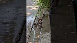 Cutest Bird Spa Day