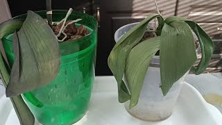 картинка: Ослабленные орхидеи после 3-х недель увлажнения и заботы🌿💦
