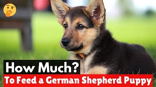 How much Should you Feed a German Shepherd Puppy in a day? | GSD Diet Plan |