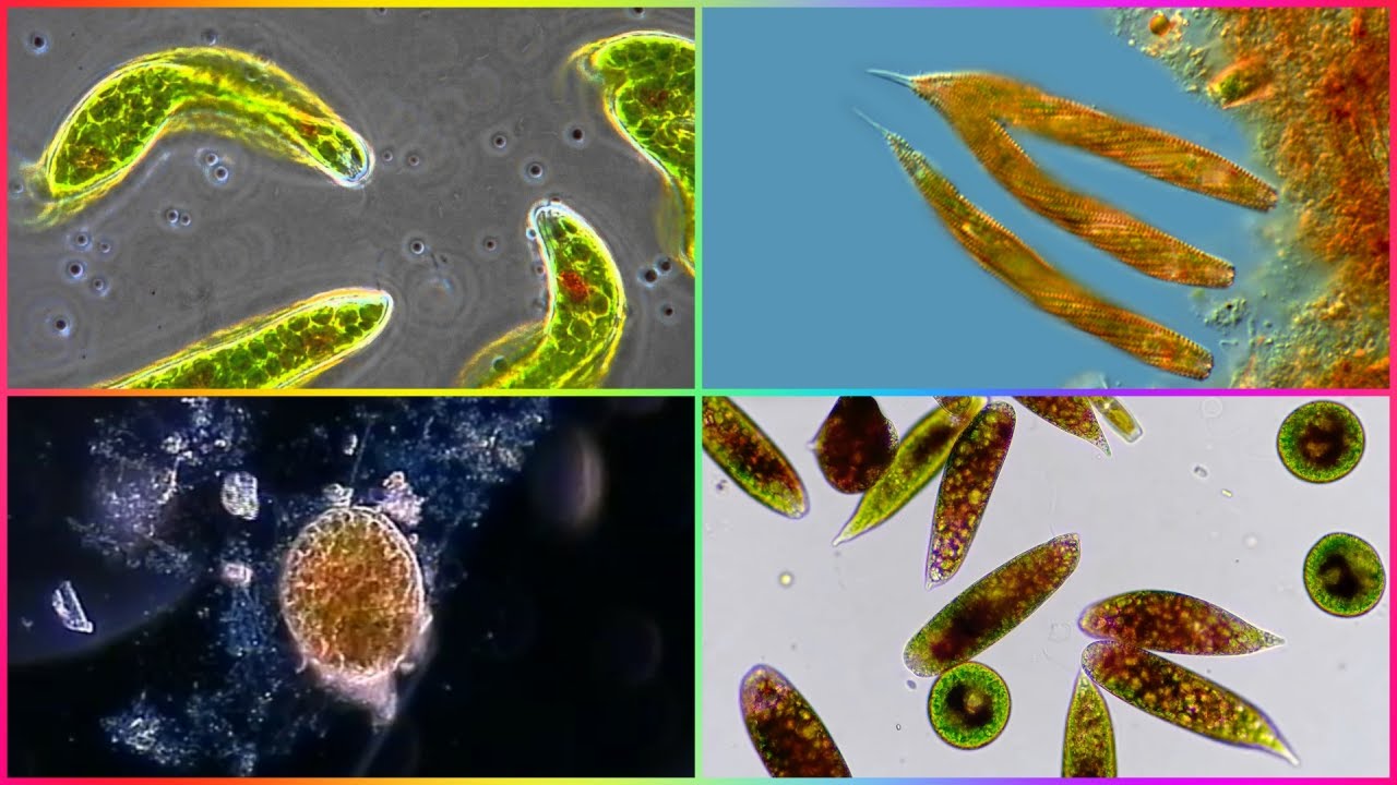 Ciclo de Vida de las Euglenas | สรุปเนื้อหาeuglena spล่าสุด