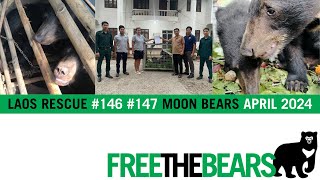Two Orphaned Moon Bear Cubs rescued In Northern Laos